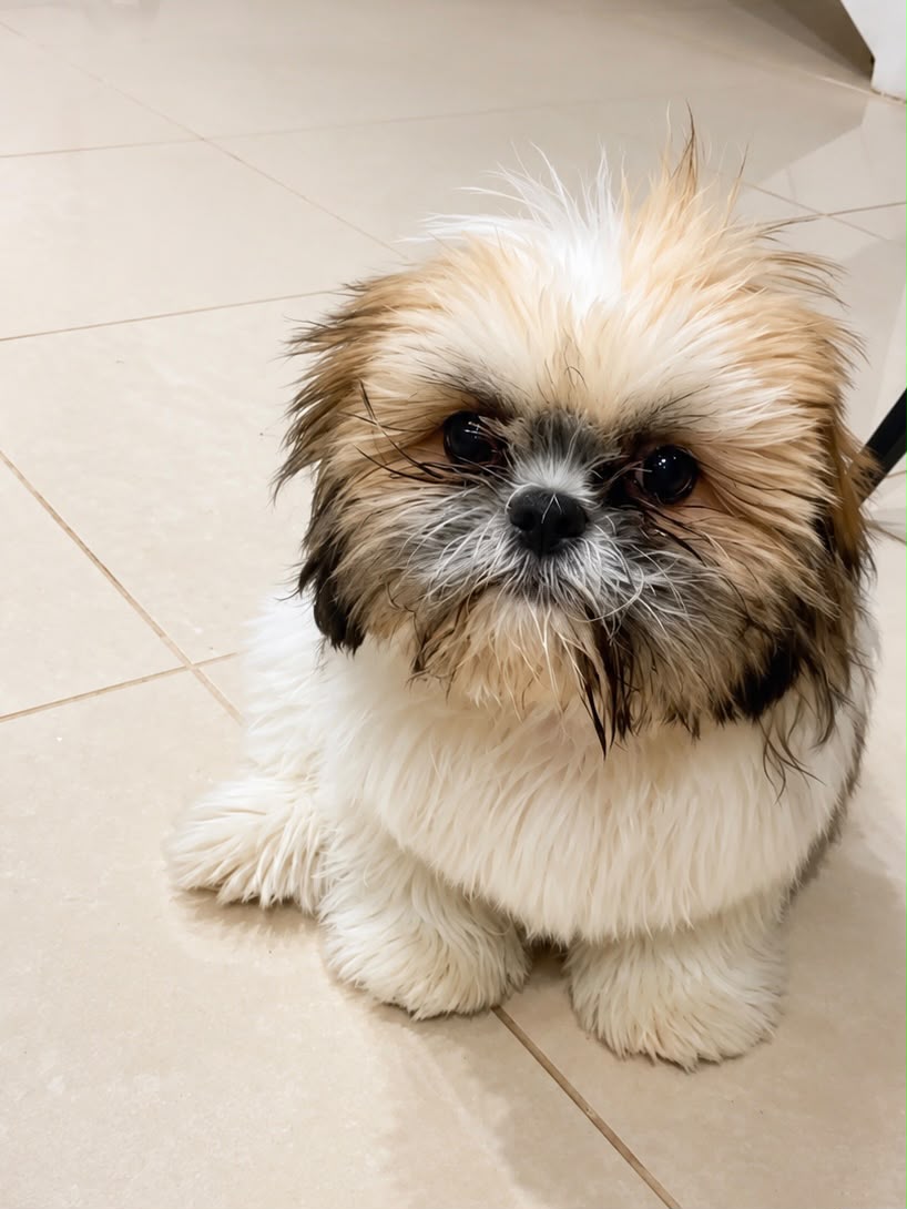 Pets atendidos pela Dra. Gabriela Horta - foto 2